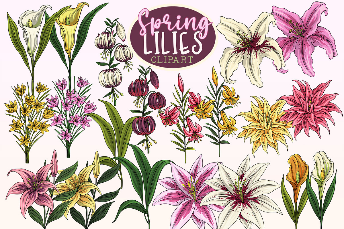 Lily Clipart PNGs, Spring Lilies, a Decorative Illustration by SLS Lines (Photo 5 of 6)