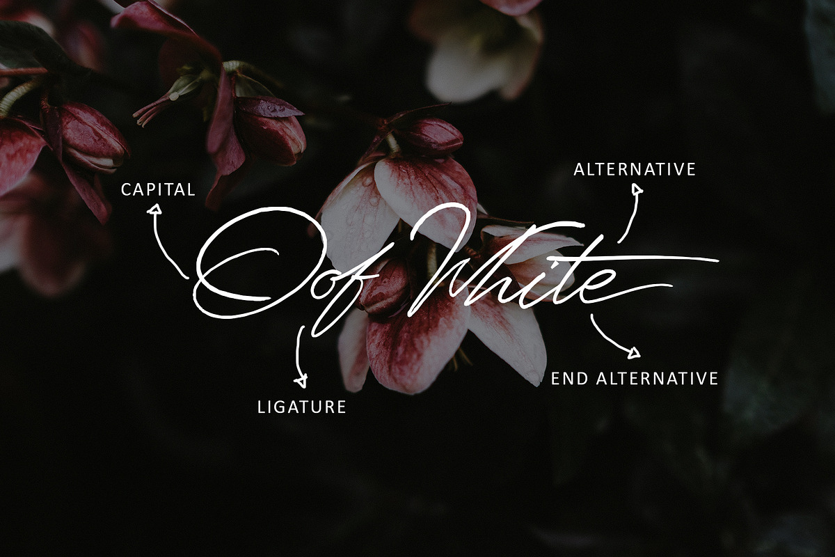 Senja script font, a Script Font by Emyself Design (Photo 3 of 7)