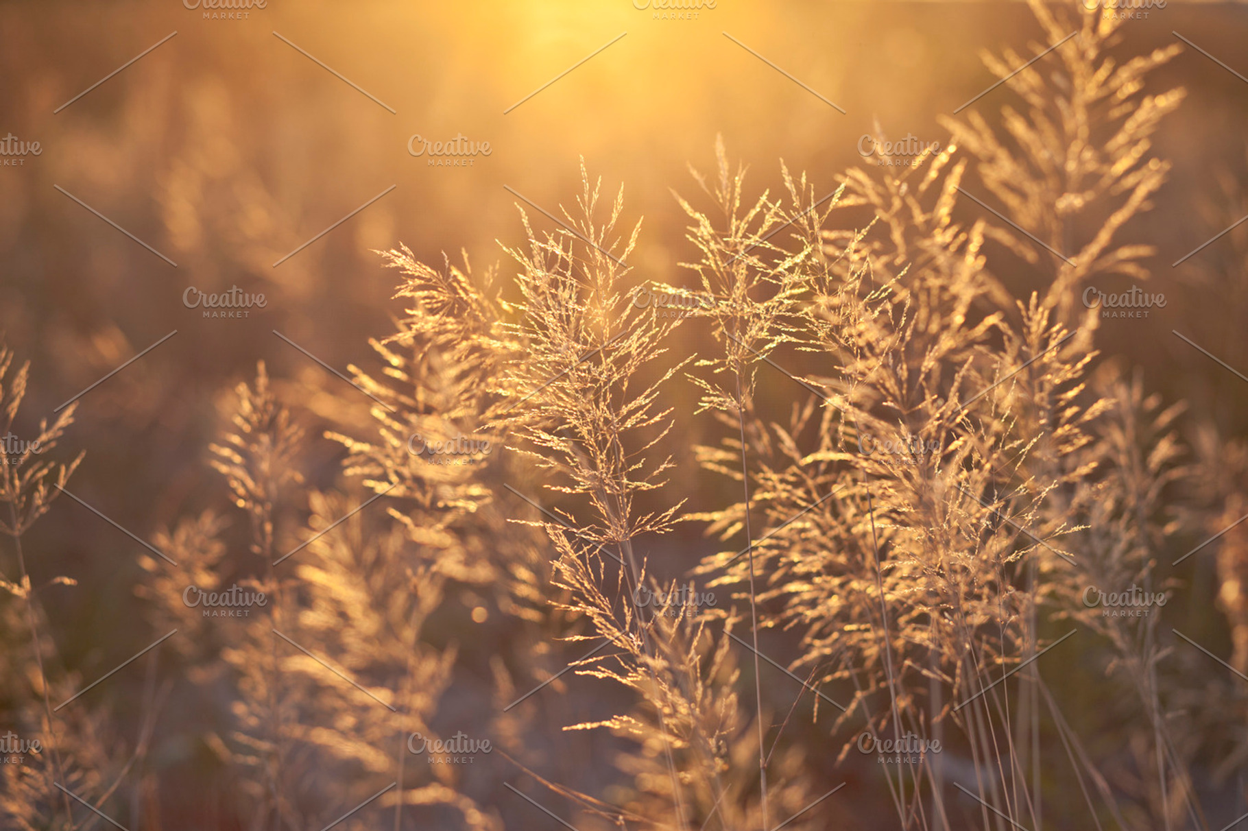 Golden hour featuring golden, hour, and evening, a Nature Photo by BonVoyage