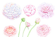 Watercolour clipart Peonies, an Illustration by AqwaColor (Thumbnail 2 of 3)