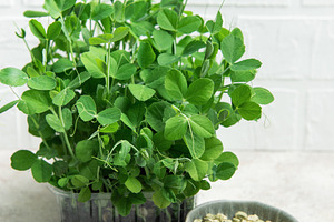 Fresh pea microgreens growing in pot with seeds in a bowl, a Food & Drink Photo by Olena Rudo
