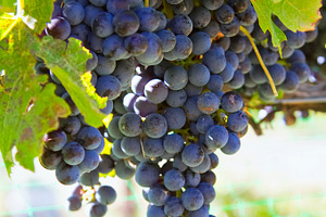 Wine industry in colorado featuring agriculture, colorado, and palisades