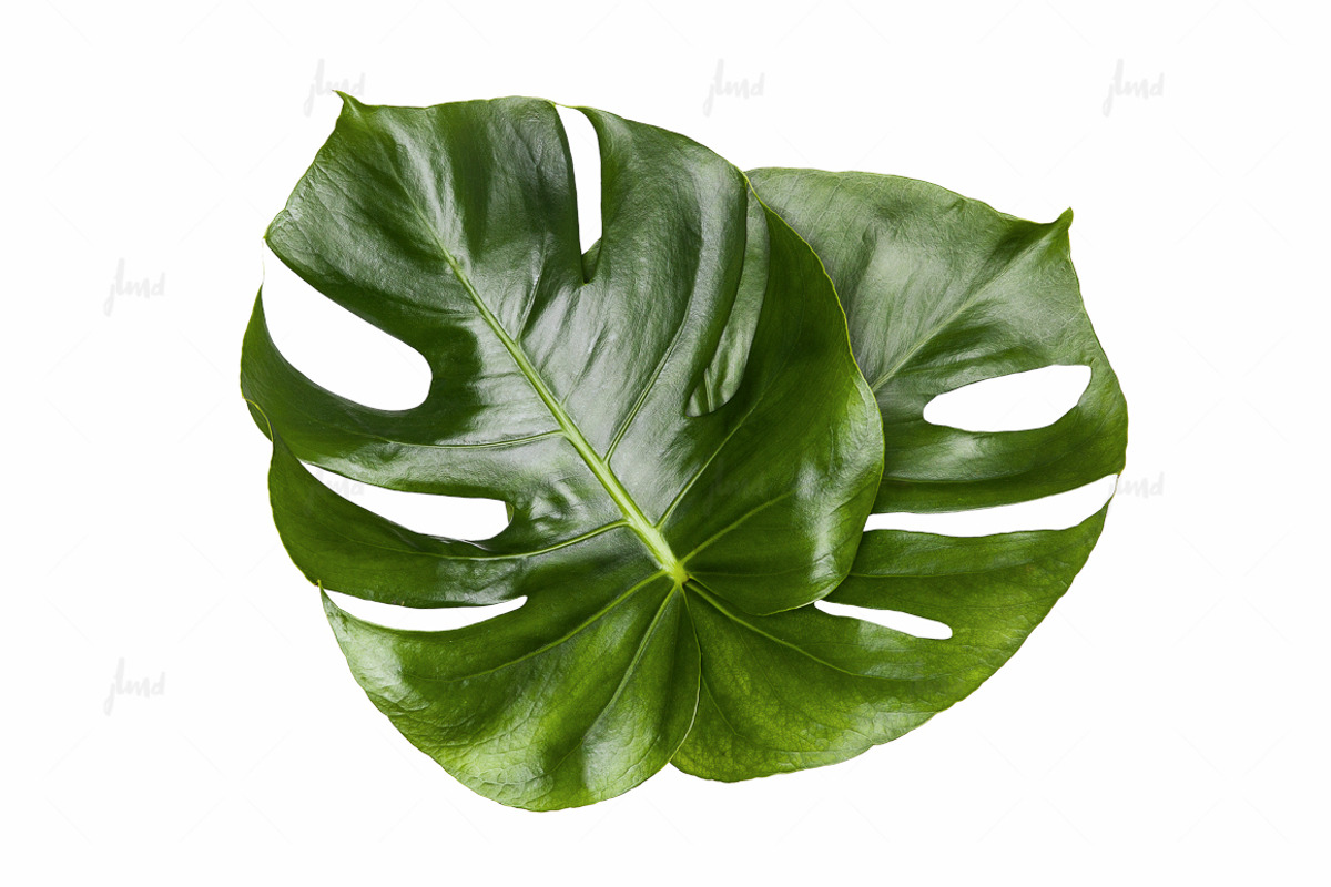 Printable Art - Monstera Leaves, a Print Template by JustLikeMyDesktop (Photo 2 of 2)