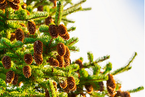 Prickly fir branch with brown pine, a Nature Photo by Alexander-Piragis