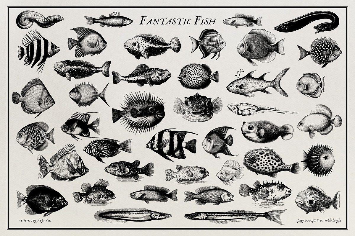 Aquatic Natural History Collection, an Object Graphic by Blixa 6 Studios (Photo 6 of 24)