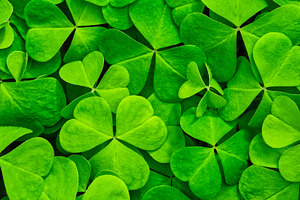 Green clover leaves illuminated by bright sunlight. Fresh shamrock foliage back
