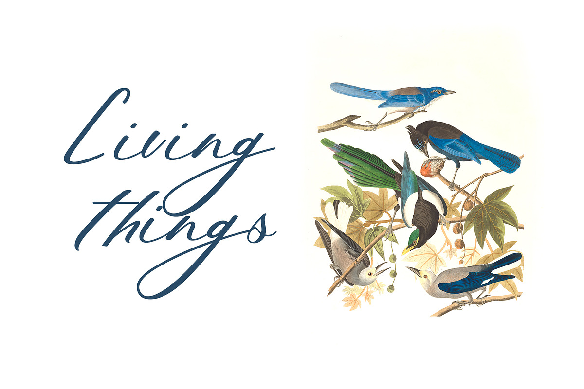 Charlotte Ornamental Calligraphy, a Handwritten Font by UICreative (Photo 5 of 12)