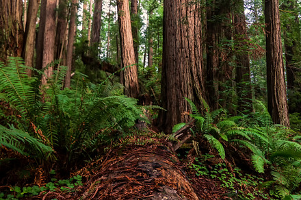 Fallen redwood tree containing redwoods, forest, and trees