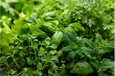 Fresh green herbs and lettuce, a Food & Drink Photo by Ylivdesign