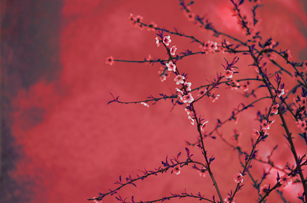 Condensed Window preview 2