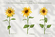 Sunflowers Watercolor Collection, an Illustration by Anna Druzhkova (Thumbnail 5 of 17)