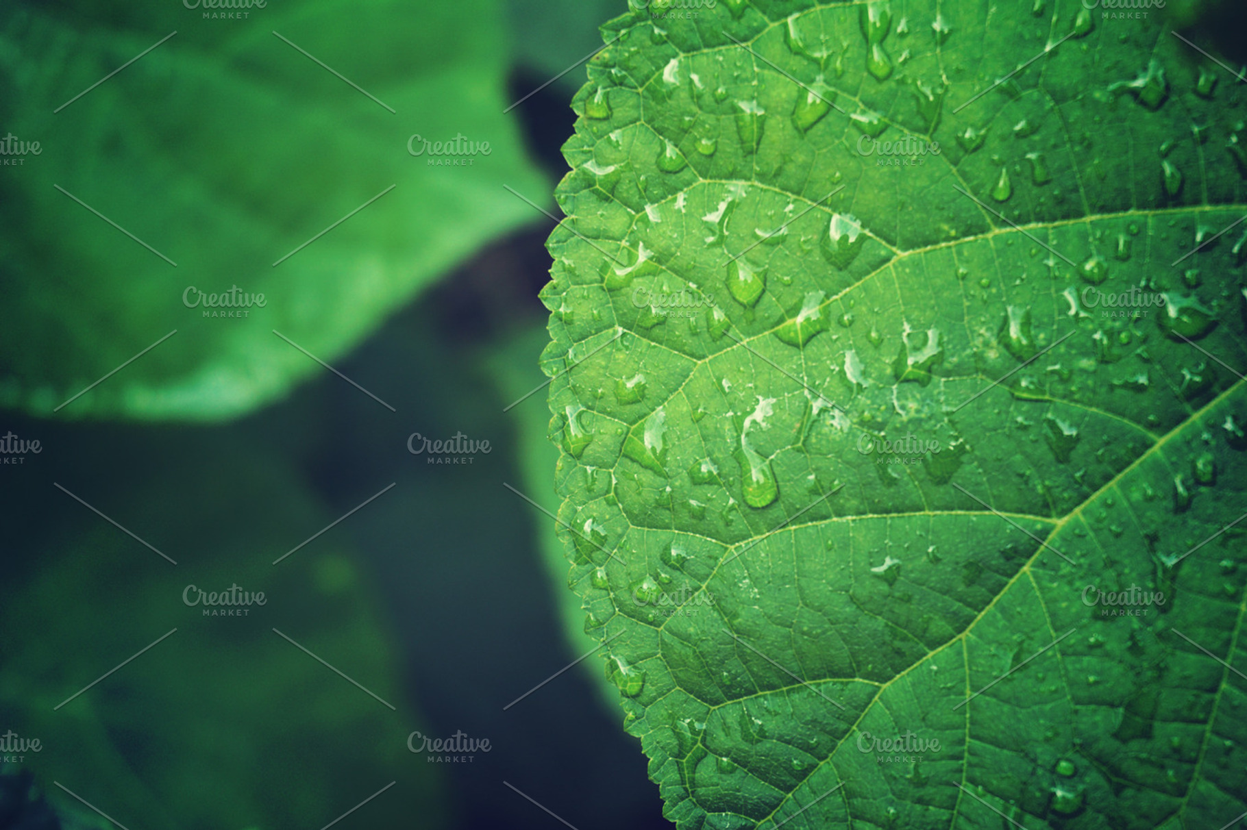 Wet leaves stock photo containing leaves and wet