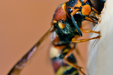 Wasp stock photo