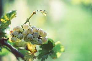 Green vine grapes in the vineyard, a Food & Drink Photo by Mark Borbely