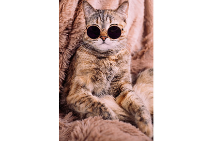 A ginger cat in sunglasses is