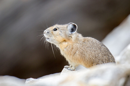 Pika Calling - 1500x1000px