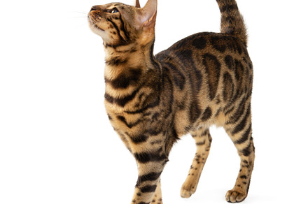 Bengal cat isolated on white