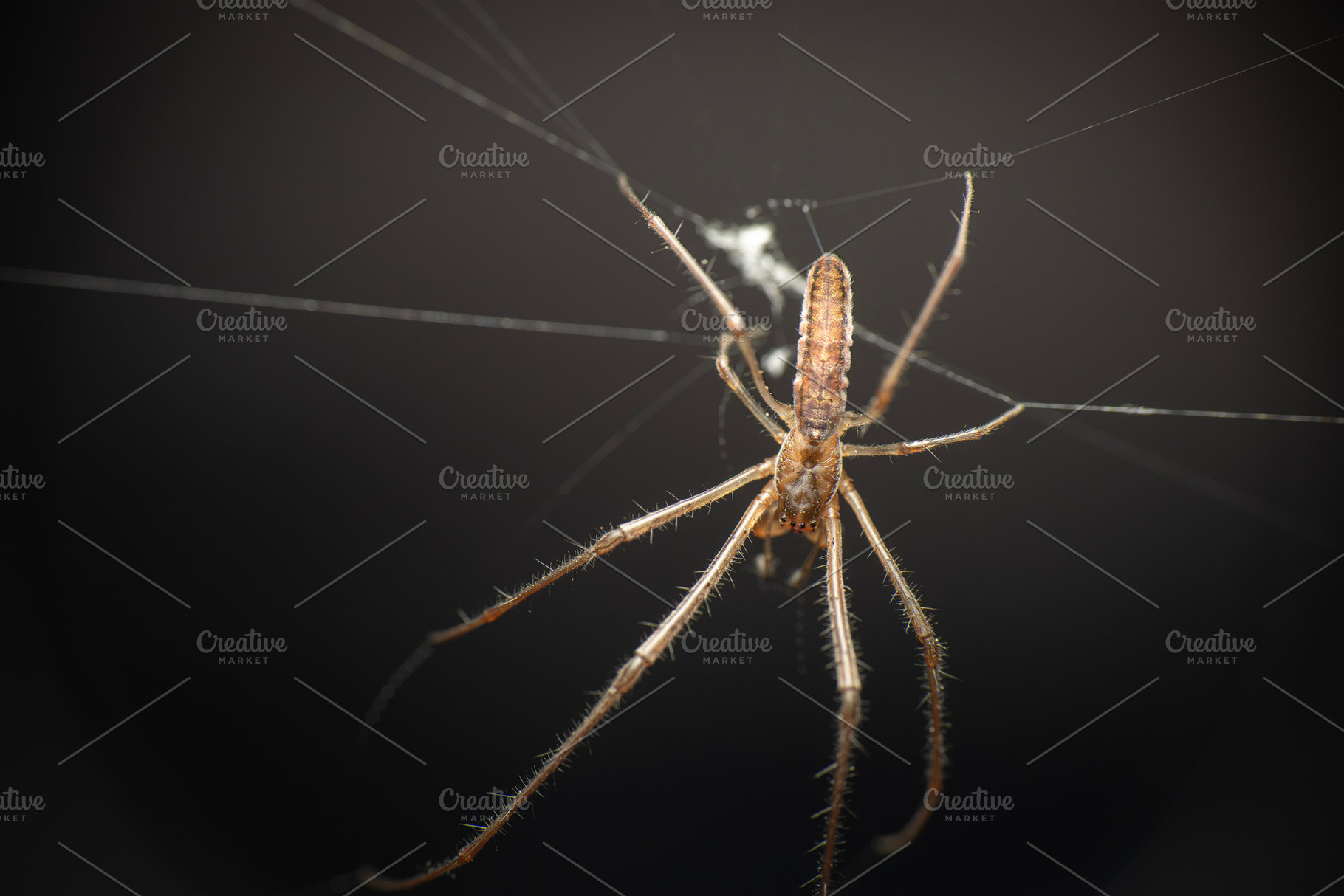 Long-jawed orb weaver, an Animal Photo by Rob D Animal Photography