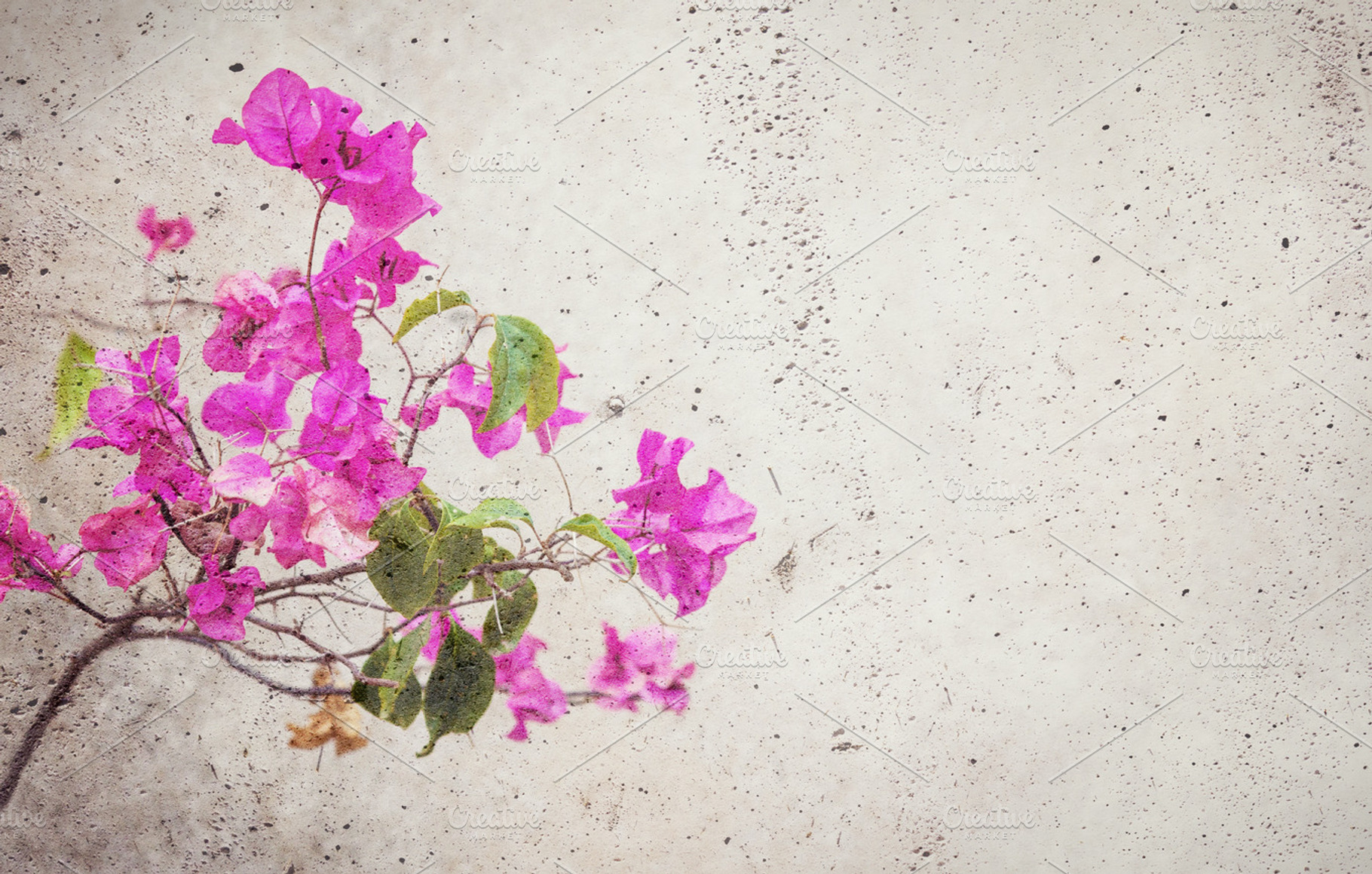 Flower blended into concrete wall, a Nature Photo by BOOCYS