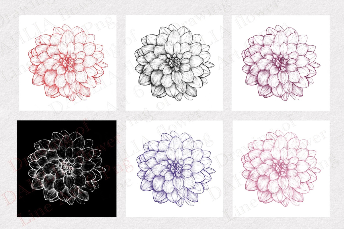 Drawing of DAHLIA Flower Line Art, a Decorative Illustration by Sense Library (Photo 2 of 5)