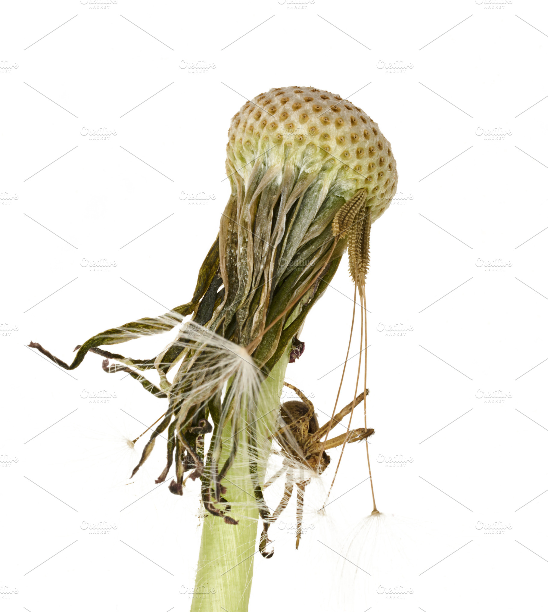 A spider sits on a withering dandelion on a white background, a Nature Photo by ndanko