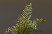 The Alexandra Palm Bush, a Plants & Tree 3D Model by FuturePastCreatives (Thumbnail 6 of 15)