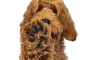Labradoodle dog on white background