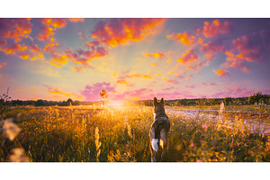 Mixed Breed Dog Walking In Summer, an Animal Photo by Our Amazing World