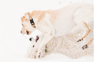 Funny Young White Samoyed Dog Or, an Animal Photo by Our Amazing World