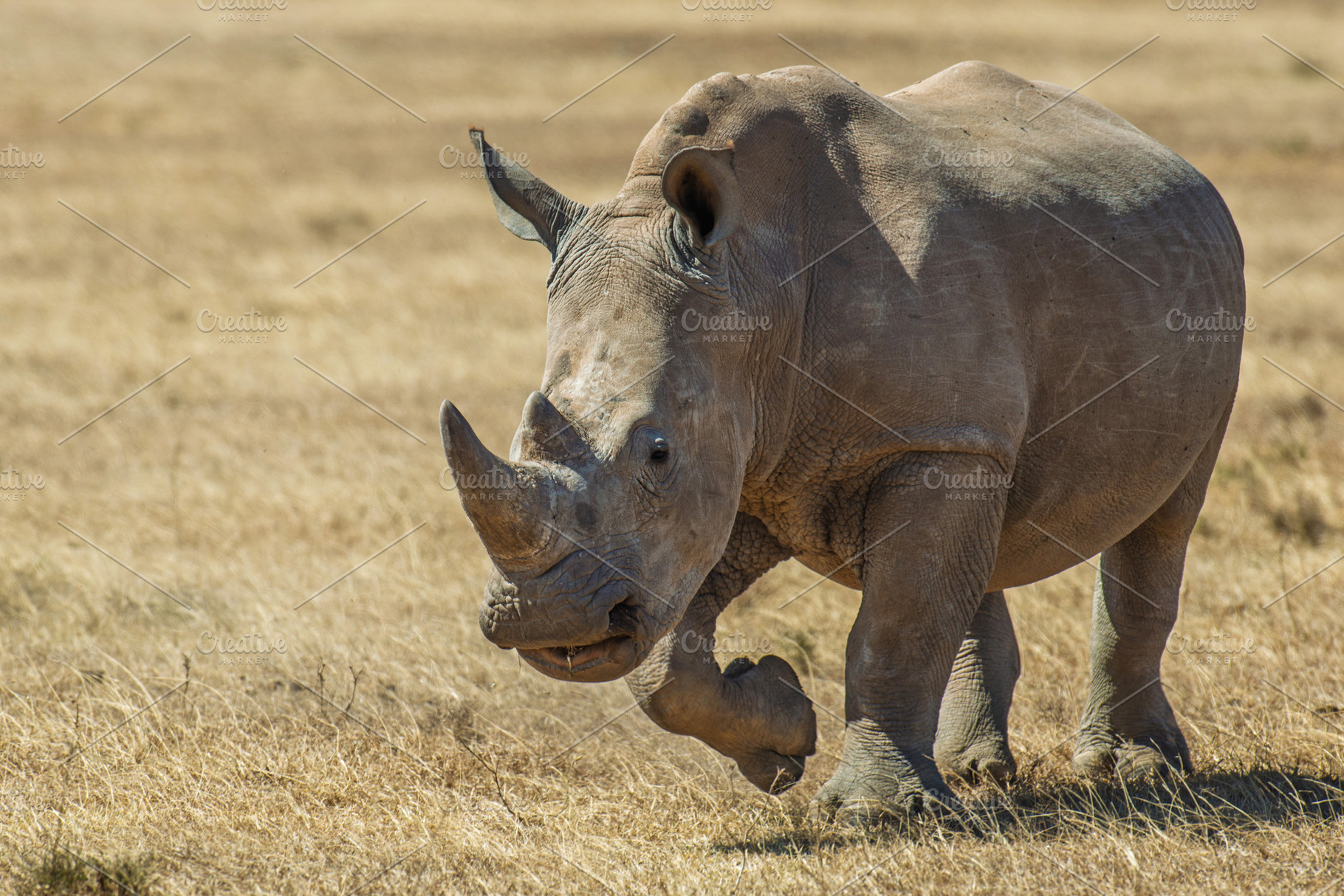 African white rhino, National park of Kenya, Africa, an Animal Photo by Byrdyak