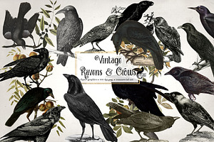 Vintage Ravens And Crows Clipart