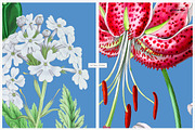 Blue Vintage Botanical Pattern, a Pattern Graphic by likorbut (Thumbnail 7 of 14)