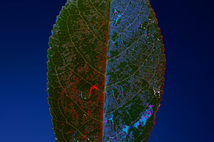 Close-up of a vibrant green leaf highlighted with red and blue l, a Nature Photo by Ales Munt