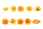 Vector object brushes. Calendula, a Brush Add-On by Peolla (Thumbnail 6 of 16)