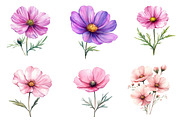 Watercolor Cosmos Flower Clipart, an Illustration by Dream Creation (Thumbnail 5 of 7)