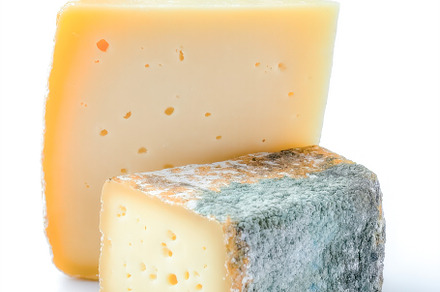Unique block of moldy cheese showcas