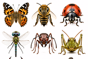 Wild Animals Illustration Clipart, an Animal Illustration by Wowly Design (Thumbnail 13 of 20)