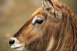 African water koovo in its natural h, an Animal Photo by Perpis
