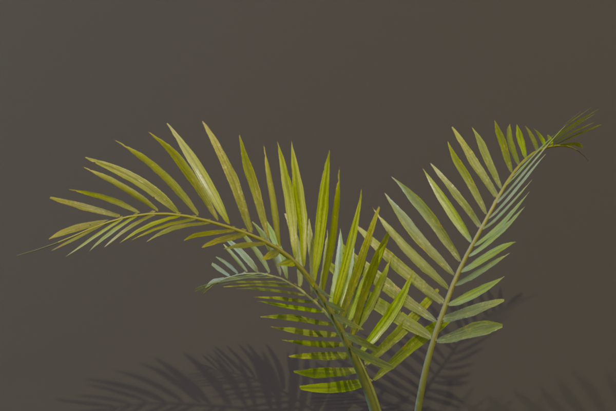 The Alexandra Palm Bush, a Plants & Tree 3D Model by FuturePastCreatives (Photo 14 of 15)