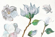 Beautiful flowers of magnolia, feath, an Illustration by JaneLane (Thumbnail 4 of 4)