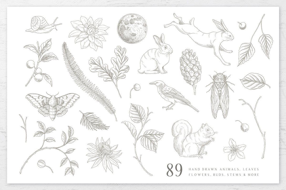 Woodland Wonders: 2 in 1 Graphic Set, a Decorative Illustration by rouxsupplyco (Photo 7 of 32)