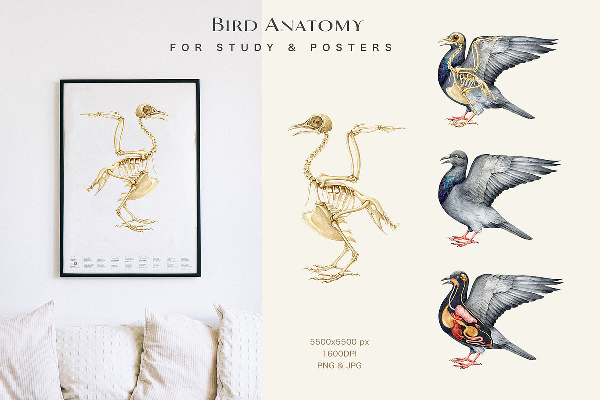 Birds Watercolor Painted Set, an Animal Illustration by AnitaPol (Photo 13 of 18)