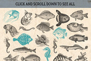 87% OFF Vintage Bundle - Free Update, an Animal Illustration by Brigantine Designs (Thumbnail 10 of 21)