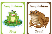 Amphibians Flash Cards For Kids, a Card Template by DigitalsDesigns (Thumbnail 3 of 6)