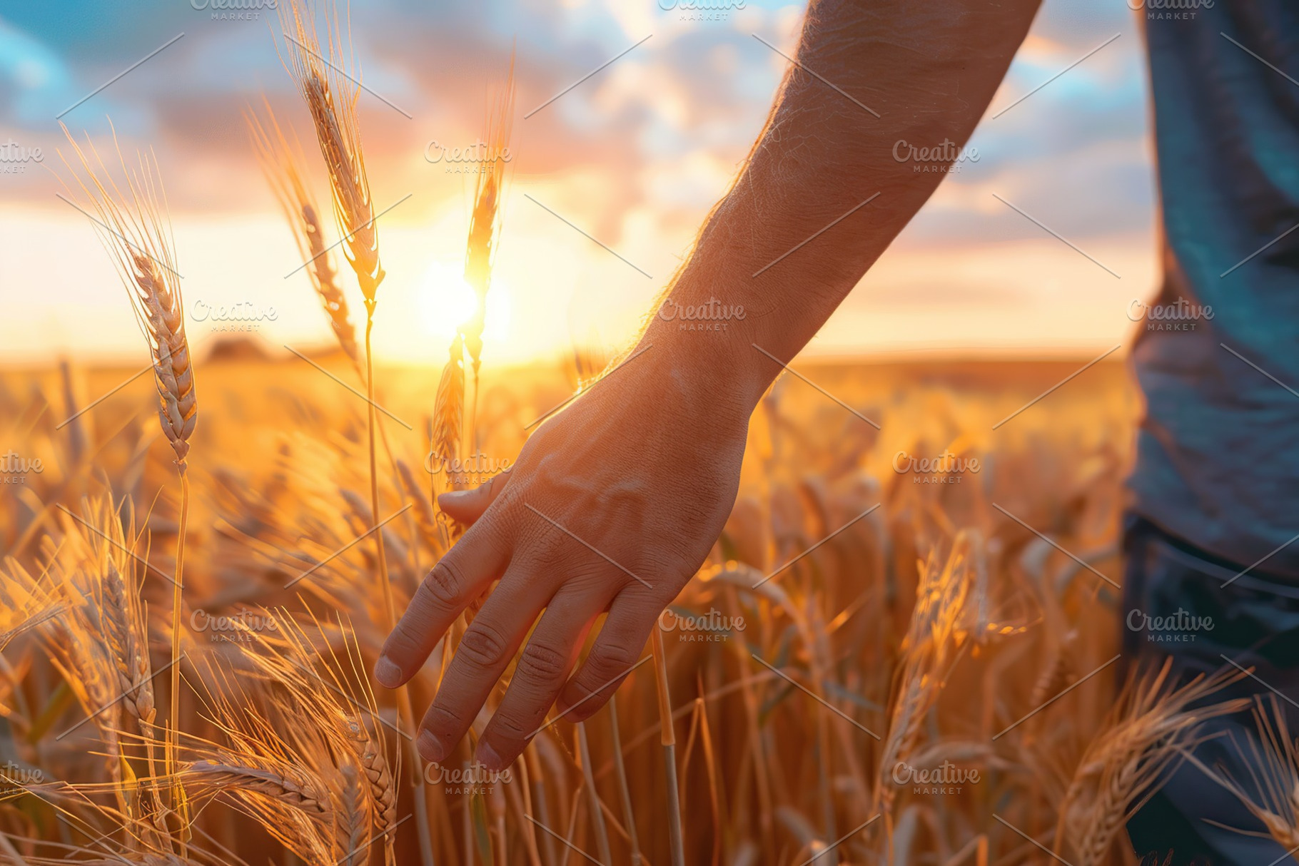 Male hand touching ripe wheat ears on yellow field background, a Photo by AlyaAnd
