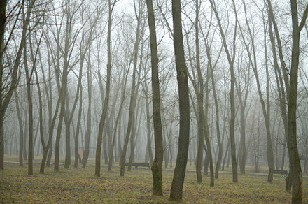 forest in winter morning, a Photo by Pictures for you!!!!!!!!!