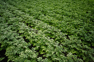 Lush green potato plants growing in neat rows on a farm field, a Photo by AS photostudio