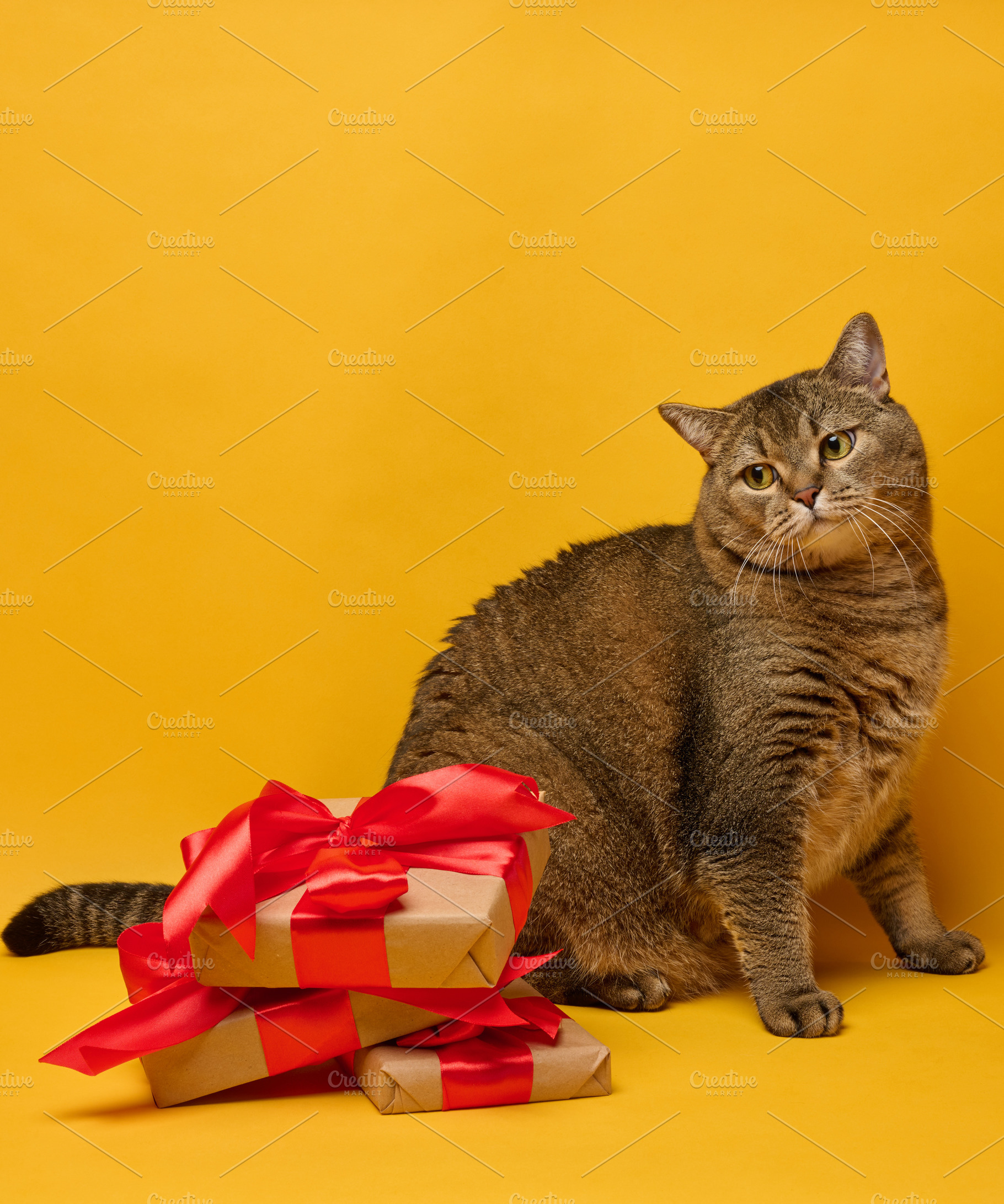 Adult gray straight-eared cat and a stack of gifts on a yellow b, a Holiday Photo by ndanko