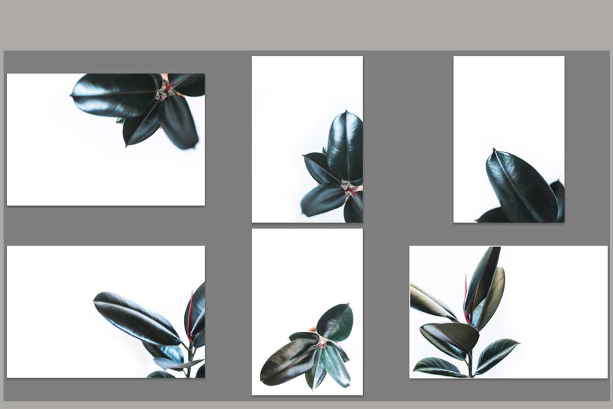Rubber tree bundle stock photos, a Product Mockup by So Still Studio (Photo 4 of 4)
