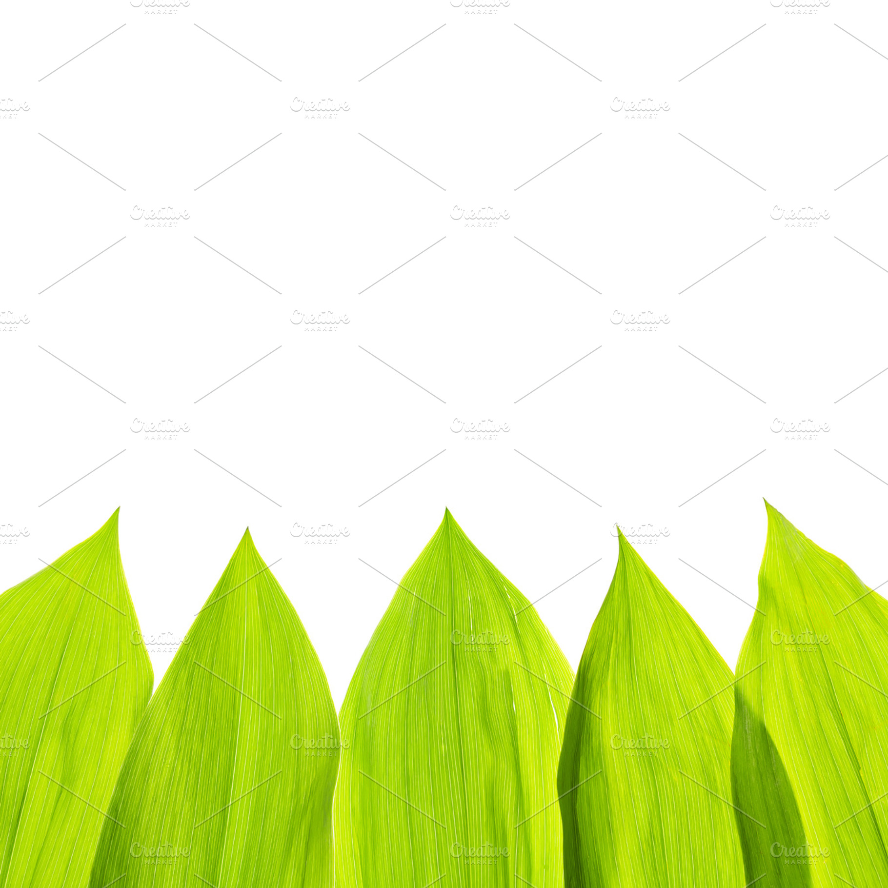 Green fresh leaf isolated background stock photo containing background and